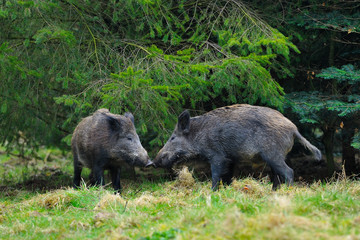 Wild boars (Sus scrofa), Germany, Europe