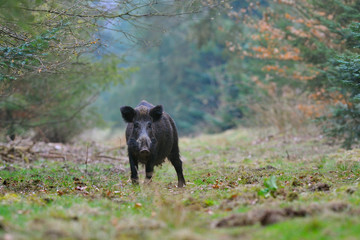 Wild boar (Sus scrofa), Germany, Europe