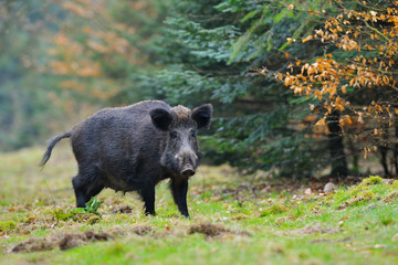 Wild boar (Sus scrofa), Germany, Europe