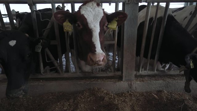 Close-up of a cow standing in a barn on a dairy farm.