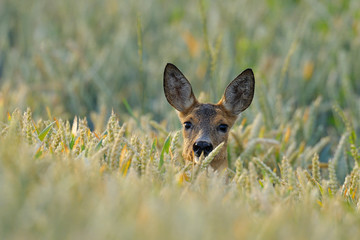 Western roe deer (Capreolus capreolus) in corn field, Germany, Europe