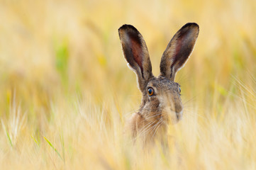 European brown hare in cornfield, Lepus europaeus, Germany, Europe