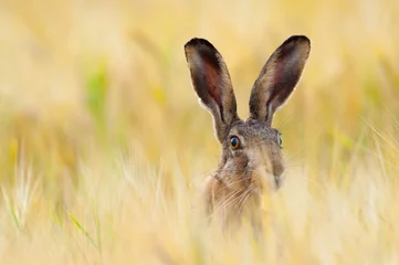 Foto op Aluminium European brown hare in cornfield, Lepus europaeus, Germany, Europe © Ana Gram