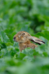 European brown hare (Lepus europaeus) in sugar beet field, Summer, Germany, Europe