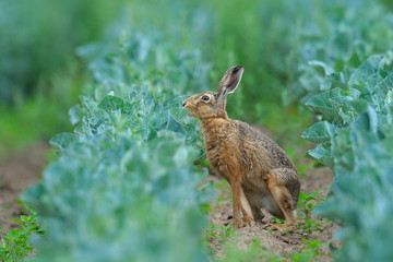 Naklejka na ściany i meble European Brown Hare (Lepus europaeus) in Green Cabbage Field, Summer, Germany, Europe