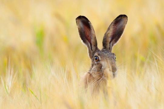 European brown hare in cornfield, Lepus europaeus, Germany, Europe