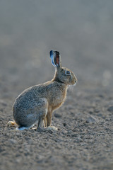 Obraz premium European brown hare (Lepus europaeus), Germany, Europe