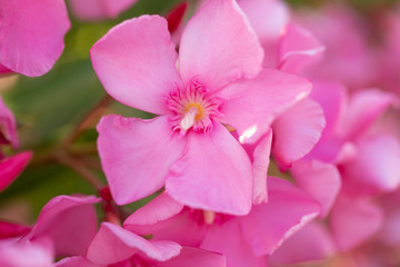 Fototapeta na wymiar light pink oleander blooming bunch close up