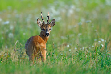 Western roe deer (Capreolus capreolus) in summer, Germany, Europe