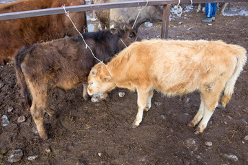 cattle in the village market