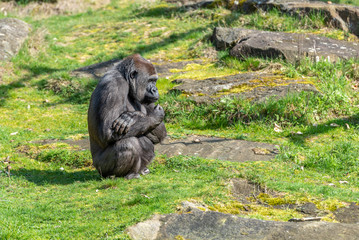Obraz premium female gorilla is waiting for food