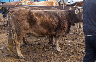 cattle in the village market