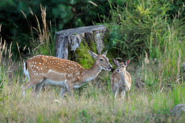 Fallow deers, Germany, Europe