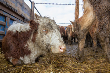 Fototapeta premium cattle in the village market