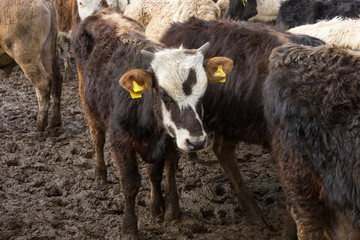 cattle in the village market