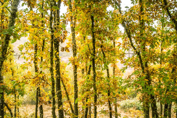 Barrera de troncos jóvenes robles otoñales