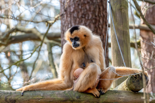 A gibbon with a child on her belly