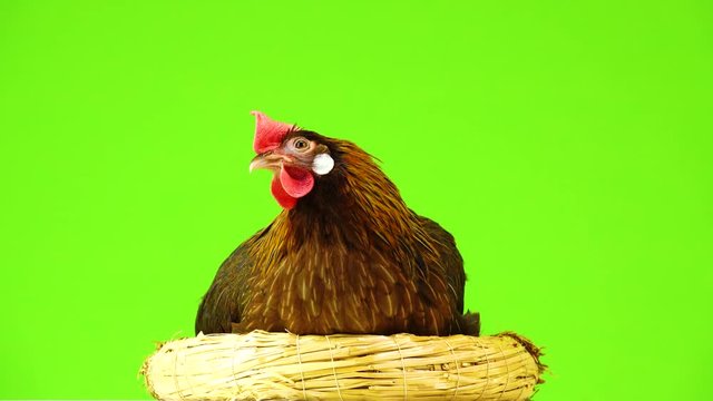 cluck Italian partridge chicken sitting on a nest isolated on green screen.
