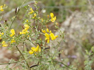 Ajonc de Provence ou ajonc à petites fleurs (Ulex parviflorus)