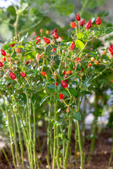Chili pepper plant growing in the garden. Red, orange and yellow hot peppers.