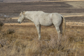 Obraz na płótnie Canvas Majestic wild Horse Stallion in Winter