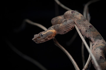 Trimeresurus puniceus