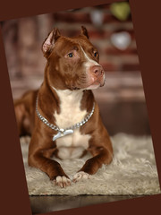 brown with white pit bull terrier