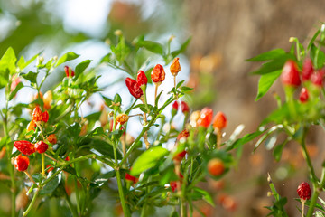 Chili pepper plant growing in the garden. Red, orange and yellow hot peppers.
