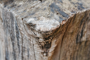 A closeup top view shot of a an old tree stump. Lines and patterns visible