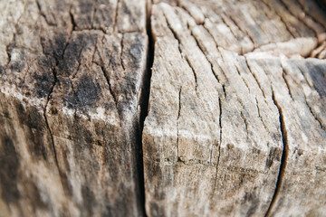 A closeup top view shot of a an old tree stump. Lines and patterns visible