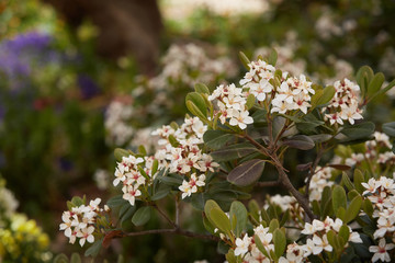 beautiful flowers with a background for text