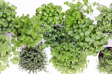 Fresh green spices isolated on white background, top view.