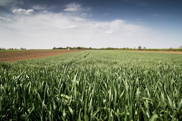 green wheat field