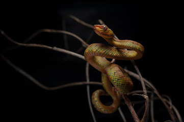 Trimeresurus flavomaculatus