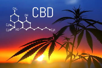 Cannabis of the formula CBD. Herbal organic medicine product. Natural herb essential from nature....