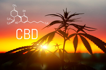 Cannabis of the formula CBD. Herbal organic medicine product. Natural herb essential from nature....