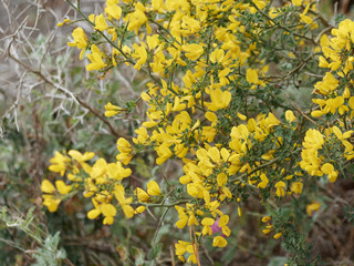 Ulex parviflorus - Ajonc de Provence ou ajonc à petites fleurs, arbrisseau de garrigue et maquis aux touffes garnies de fleurs jaune doré
