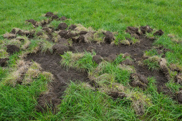 Game damage from wild boars on meadow, Germany, Europe