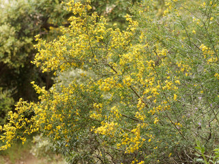 Ulex parviflorus - Ajonc de Provence ou ajonc à petites fleurs, arbrisseau de garrigue et maquis...