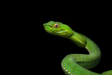 Trimeresurus vogeli