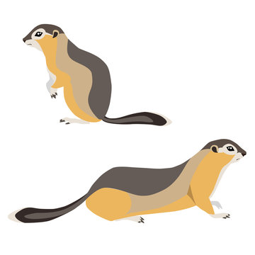Vector illustration of walking and sitting cute arctic ground squirrels isolated on white background