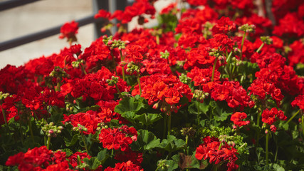 beautiful flowers with space for text