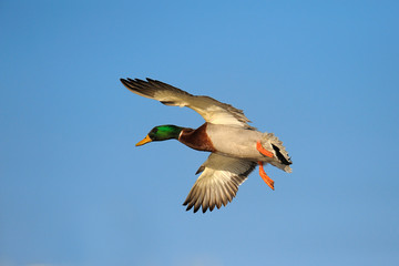 Mallard (Anas platyrhynchos), Male, Germany, Europe