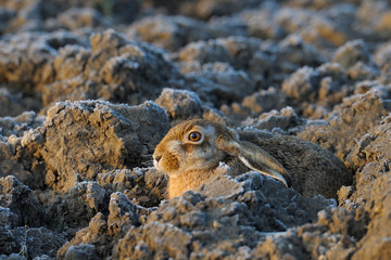 European brown hare, Lepus europaeus, Germany, Europe