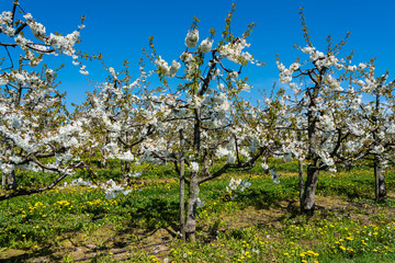 Blühende Kirschbäume in einer Intensivanlage