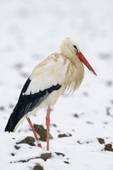 White stork (Ciconia ciconia) in winter, Germany, Europe