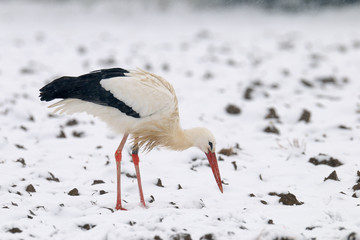 White stork (Ciconia ciconia) in winter, Germany, Europe