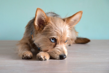 Cute mix dog puppy with a bleu eye 