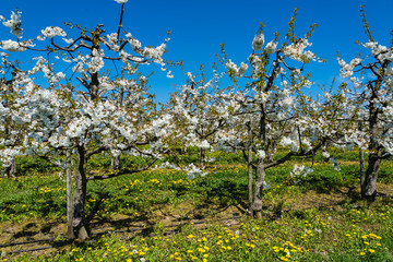 Blühende Kirschbäume in einer Intensivanlage