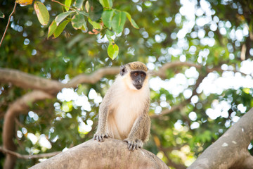 beautiful monkey is sitting on the lookout in a tree in a village in gambia